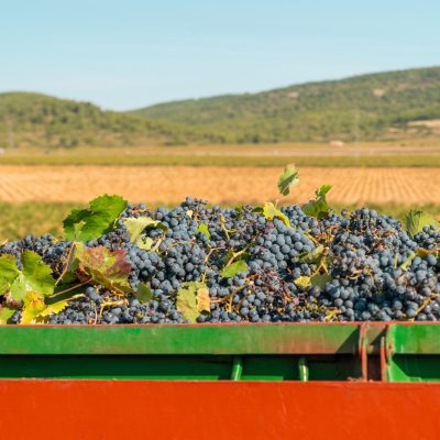 vintage-red-grapes-back-truck-valencia-spain